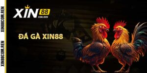 Đá Gà Xin88